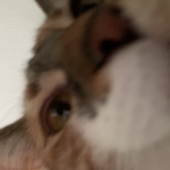 Meet your Posher, Mckenzie - Picture 1 of 1